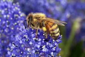 Bee on flower